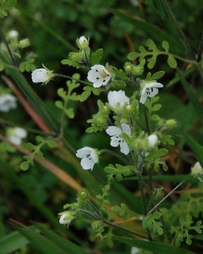 Imagem de Nemophila heterophylla Fisch. & C. A. Mey.