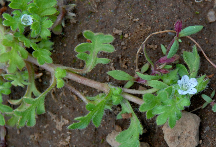 Imagem de Nemophila pedunculata Dougl. ex Benth.