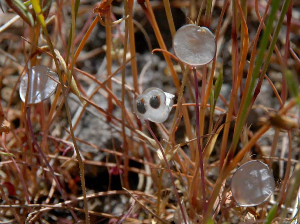 Image of oldstem idahoa