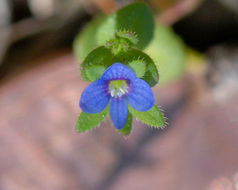 Image of common speedwell