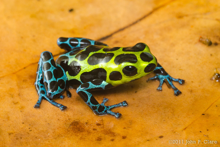 Image of Zimmermann's Poison Frog
