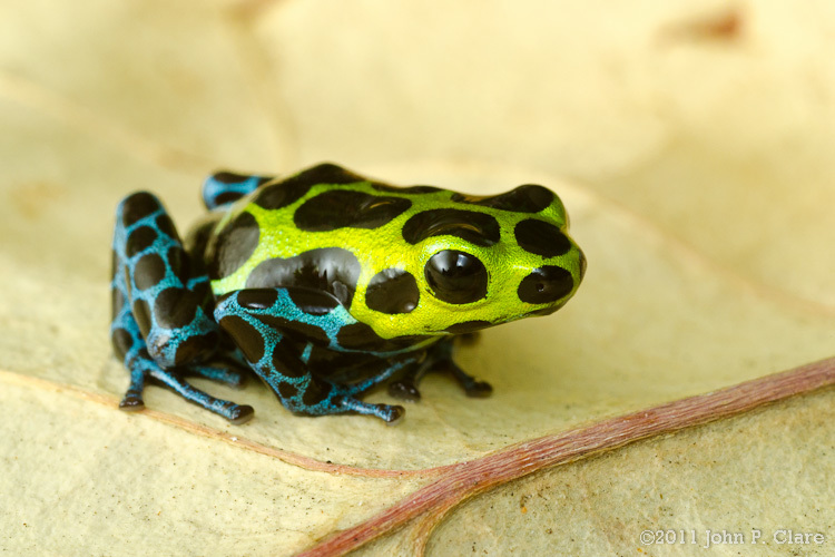 Image of Zimmermann's Poison Frog