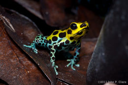 Image of Zimmermann's Poison Frog