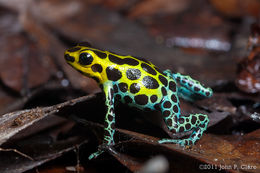 Image of Zimmermann's Poison Frog