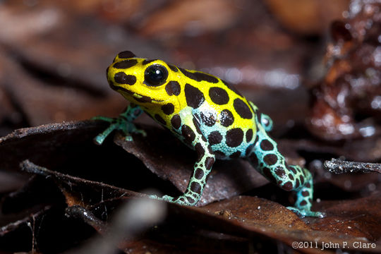 Image of Zimmermann's Poison Frog