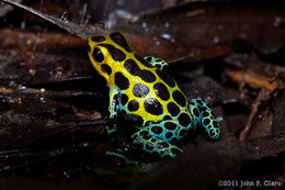 Image of Zimmermann's Poison Frog
