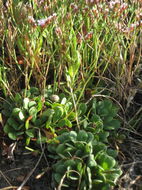 Image of Algerian sea lavender