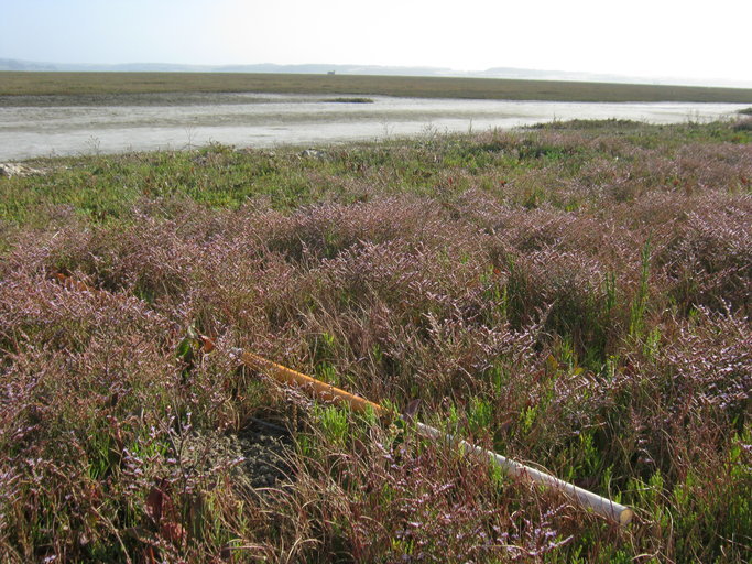 Image of Algerian sea lavender