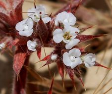 Image of Mojave spineflower