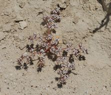 Image of Mojave spineflower