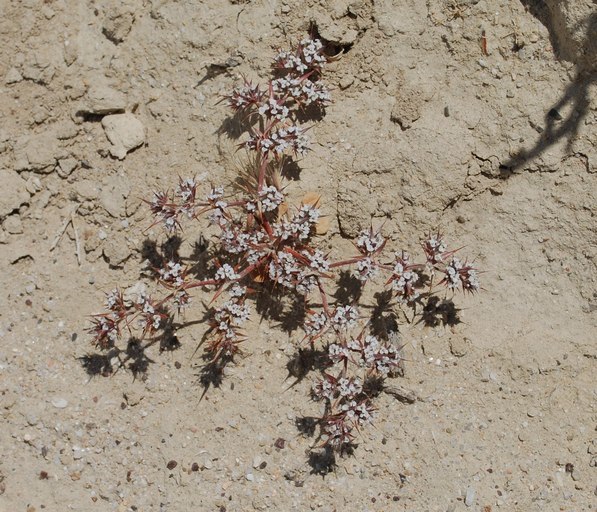 Image of Mojave spineflower