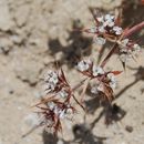 Image de Chorizanthe spinosa S. Wats.