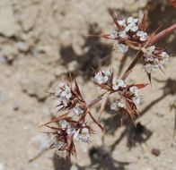 Image of Mojave spineflower