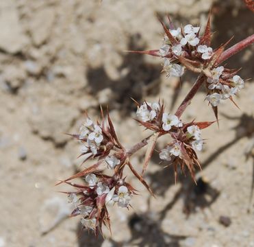 Imagem de Chorizanthe spinosa S. Wats.