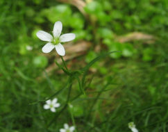 Plancia ëd Arenaria paludicola Robinson