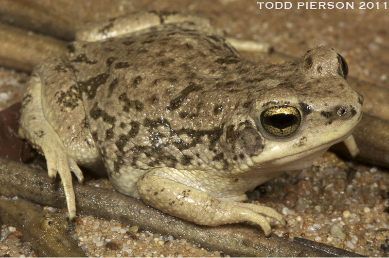 Image of Duttaphrynus dhufarensis (Parker 1931)