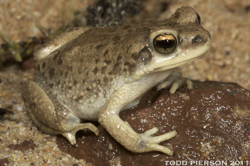 Image of Duttaphrynus dhufarensis (Parker 1931)