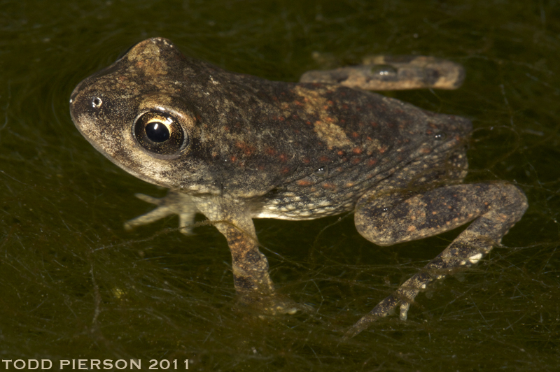 Image de Sclerophrys arabica (Heyden 1827)