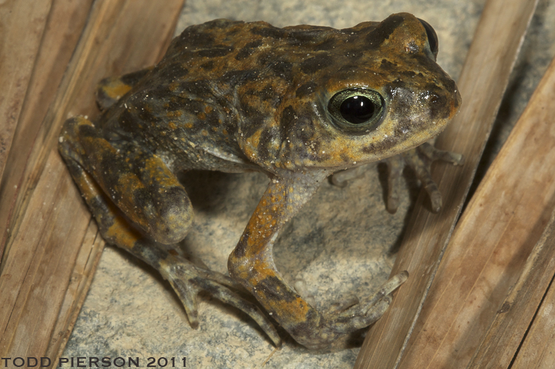 Image de Sclerophrys arabica (Heyden 1827)