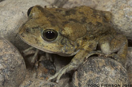 Image de Sclerophrys arabica (Heyden 1827)