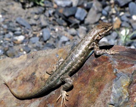 Image of Common Sagebrush Lizard