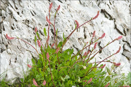 Rumex nivalis Hegetschw. resmi