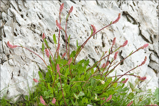 Imagem de Rumex nivalis Hegetschw.