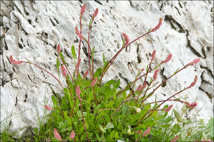 Rumex nivalis Hegetschw.的圖片