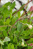 Image of Rumex nivalis Hegetschw.