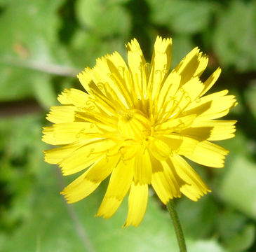 Image of smooth hawksbeard