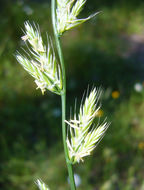 Image of <i>Festuca perennis</i>