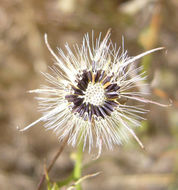 Image of European umbrella milkwort