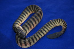 Image of Shaw's Sea Snake