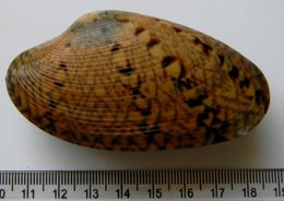 Image of Paphia rotundata (Linnaeus 1758)