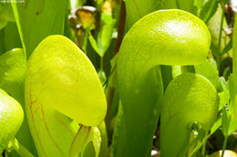 Image of California pitcherplant