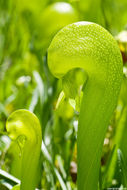 Image of California pitcherplant