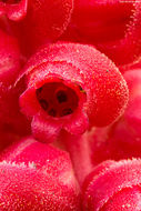 Image of snowplant