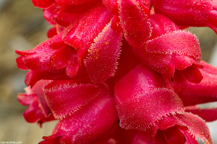 Image of snowplant