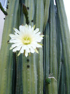 Image de Echinopsis pachanoi (Britton & Rose) H. Friedrich & G. D. Rowley