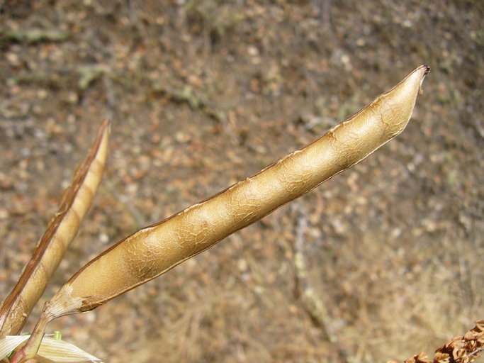 Image of Tangier pea