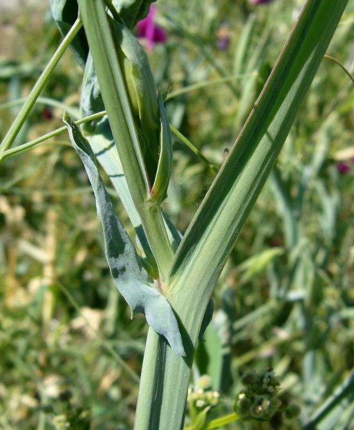 Imagem de Lathyrus tingitanus L.