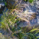 Image of rough bentgrass