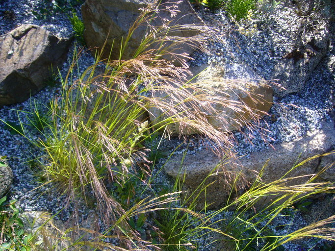 Image of rough bentgrass