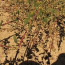 Image of coastal goosefoot