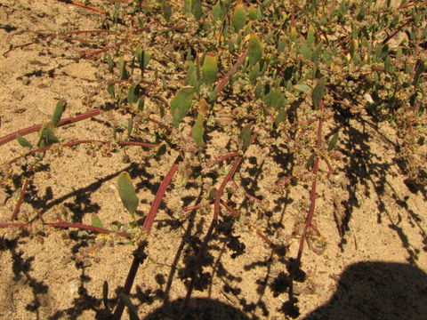 Plancia ëd Chenopodium littoreum Benet-Pierce & M. G. Simpson