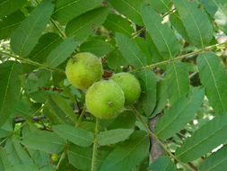 Image of Northern California Black Walnut