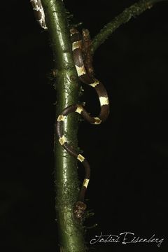 Image of Blunthead Tree Snake