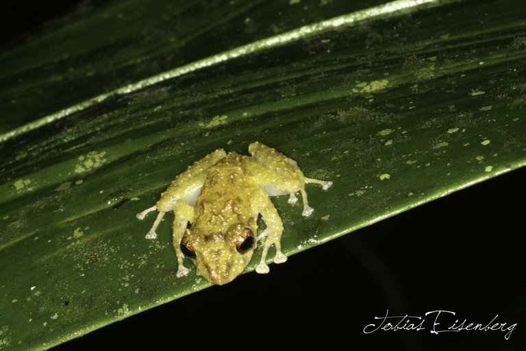 Image of Pristimantis museosus (Ibáñez, Jaramillo & Arosemena 1994)