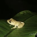 Image of Limon Robber Frog