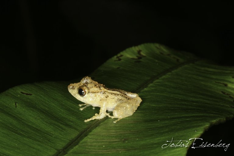 Image of Limon Robber Frog